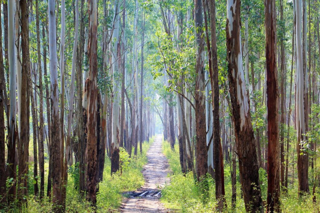 mesmerizing forest view