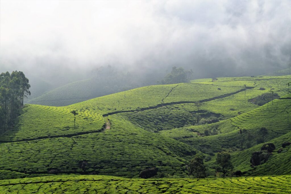 hillslopes of munnar